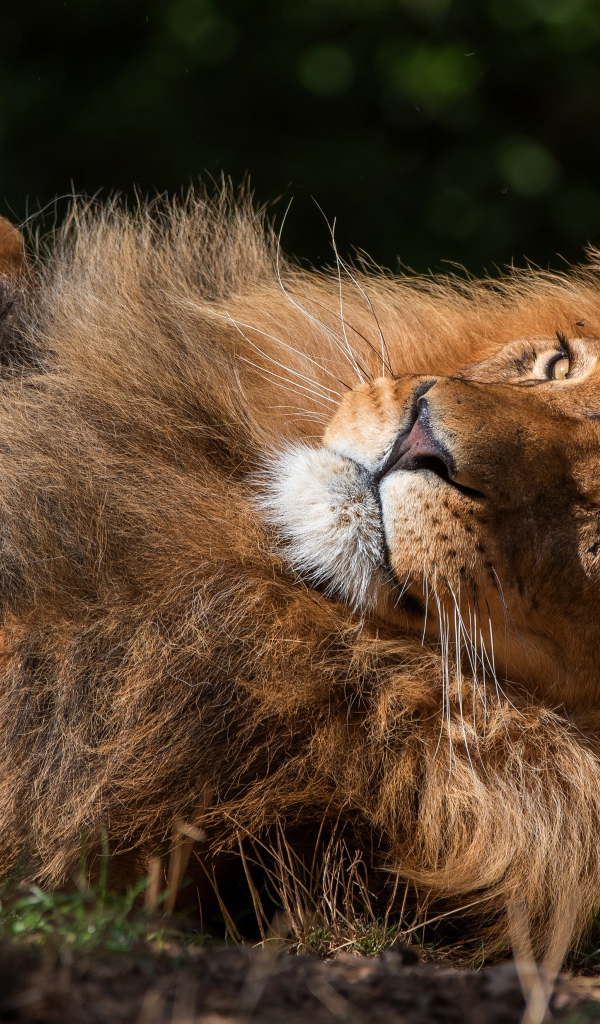 Большой лев лежит на земле 