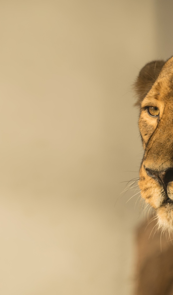 Большая львица в лучах солнца 