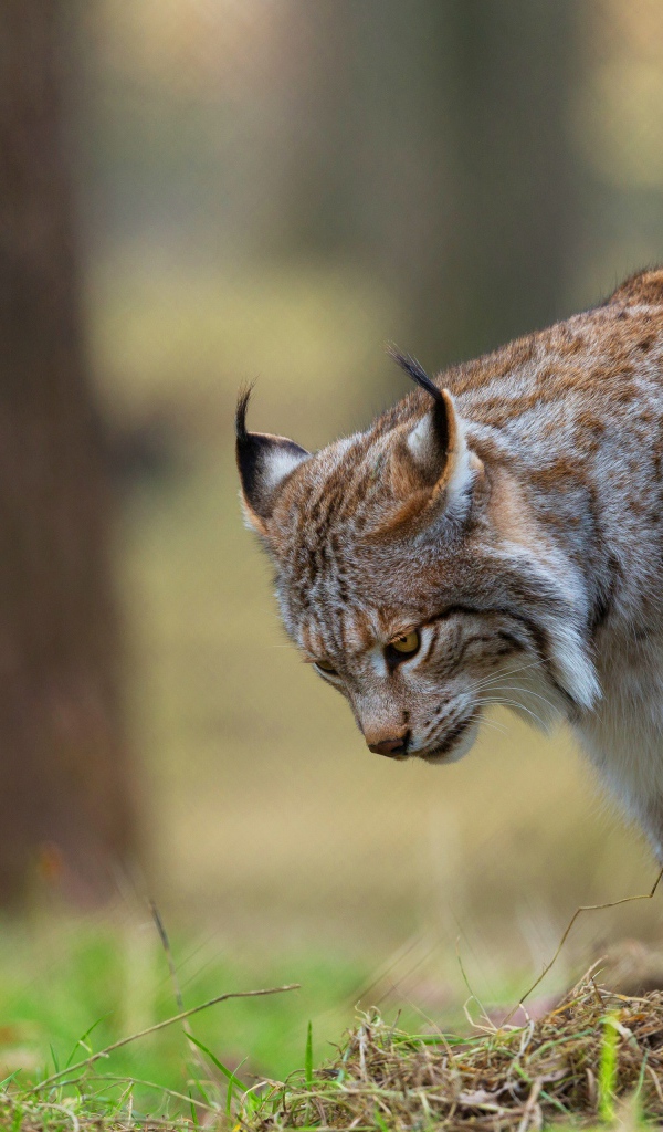 Большая рысь охотится в траве 