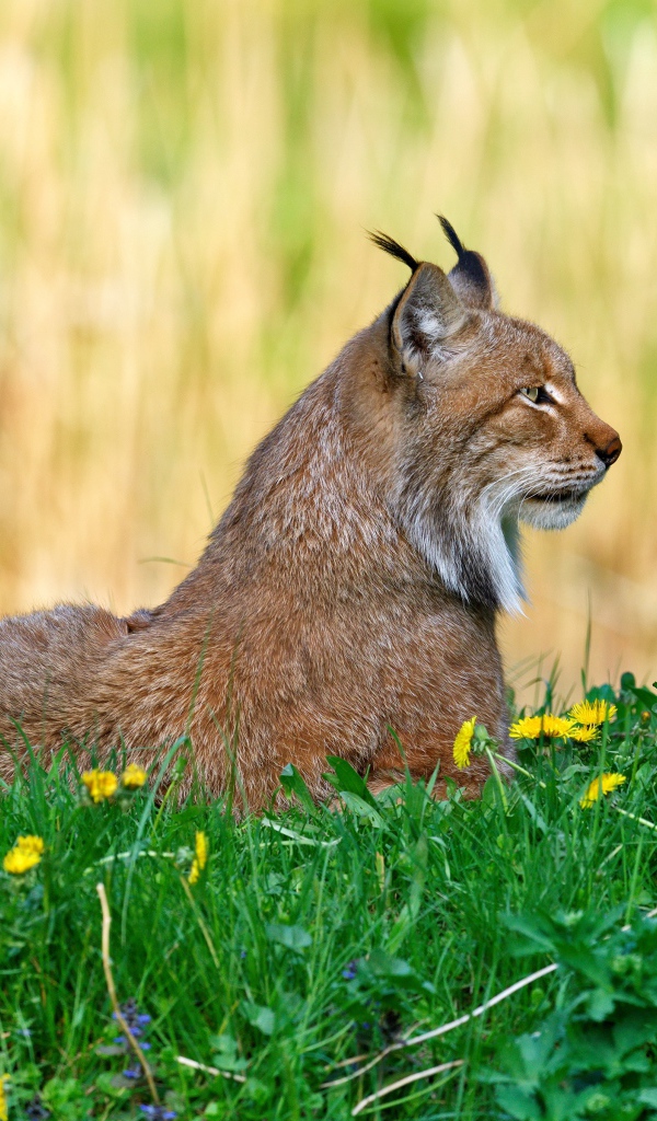 Большая рысь лежит на зеленой траве