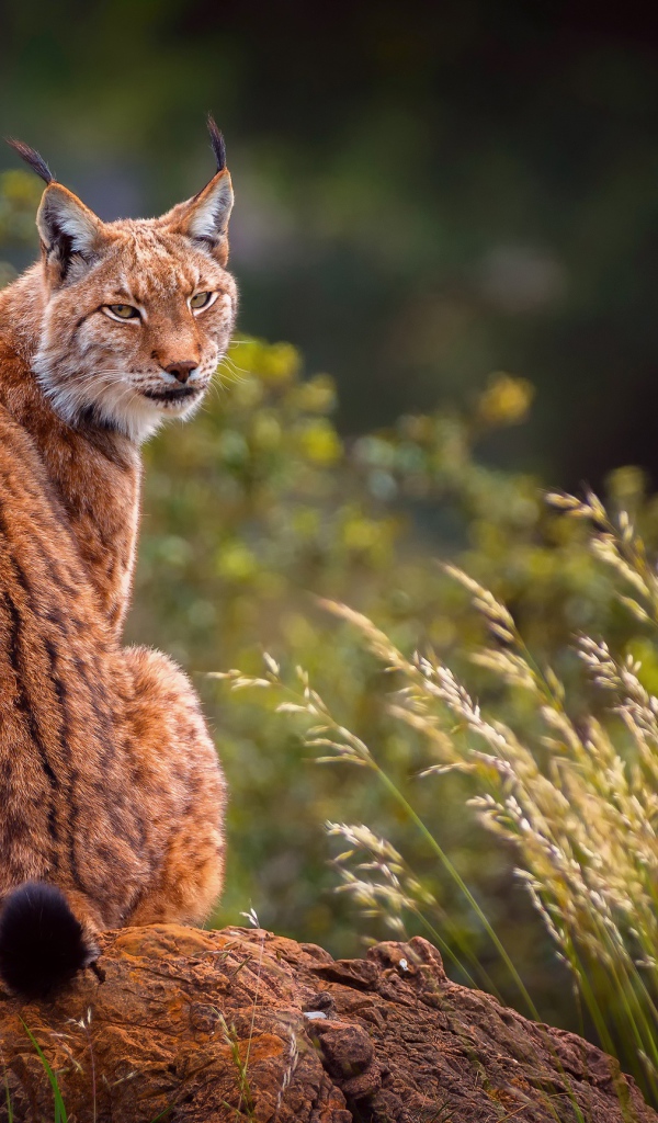 Большая рысь сидит на камне 