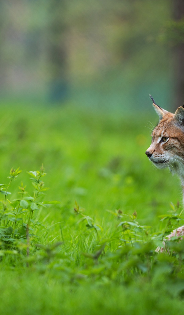 Большая рысь крадется по зеленой траве