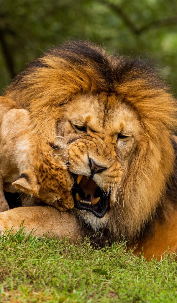 Большой грозный лев играет с львенком на зеленой траве