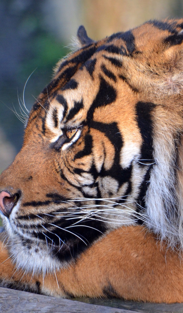 Большой грозный тигр лежит 