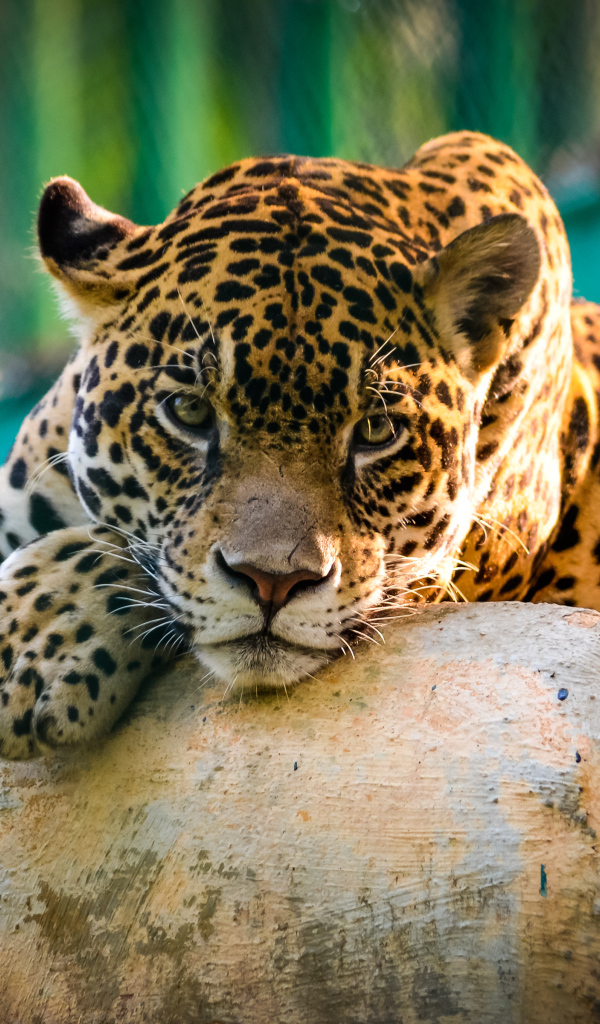 Большой пятнистый ягуар лежит на камнях в зоопарке