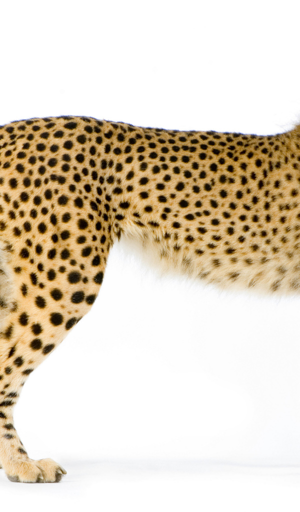 Большой пятнистый леопард на белом фоне