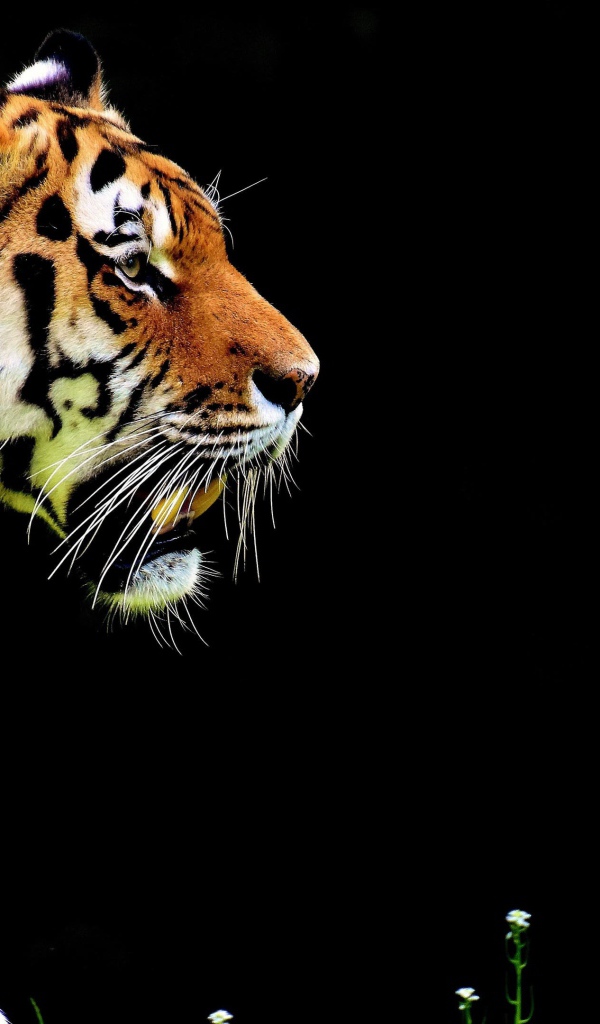 Большой суровый тигр крадется на черном фоне