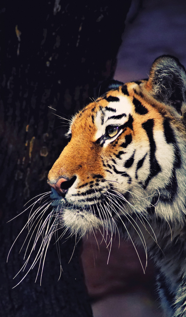 Большой полосатый тигр у дерева