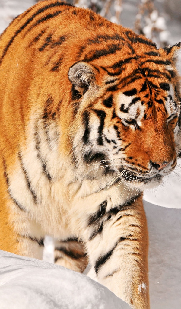 Большой полосатый тигр идет по снегу 