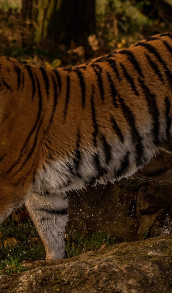 Большой мокрый тигр идет по камням