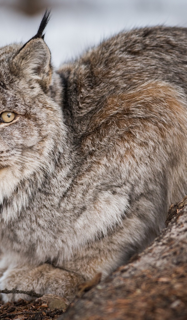 Большая дикая серая рысь у дерева