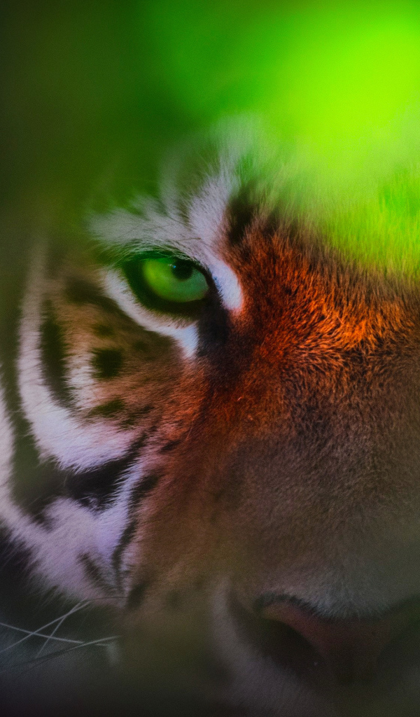 Морда зеленоглазого тигра крупным планом