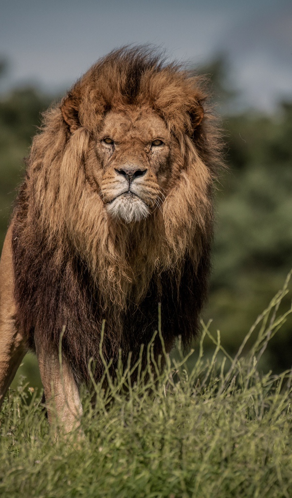 Свирепый лев в зеленой траве