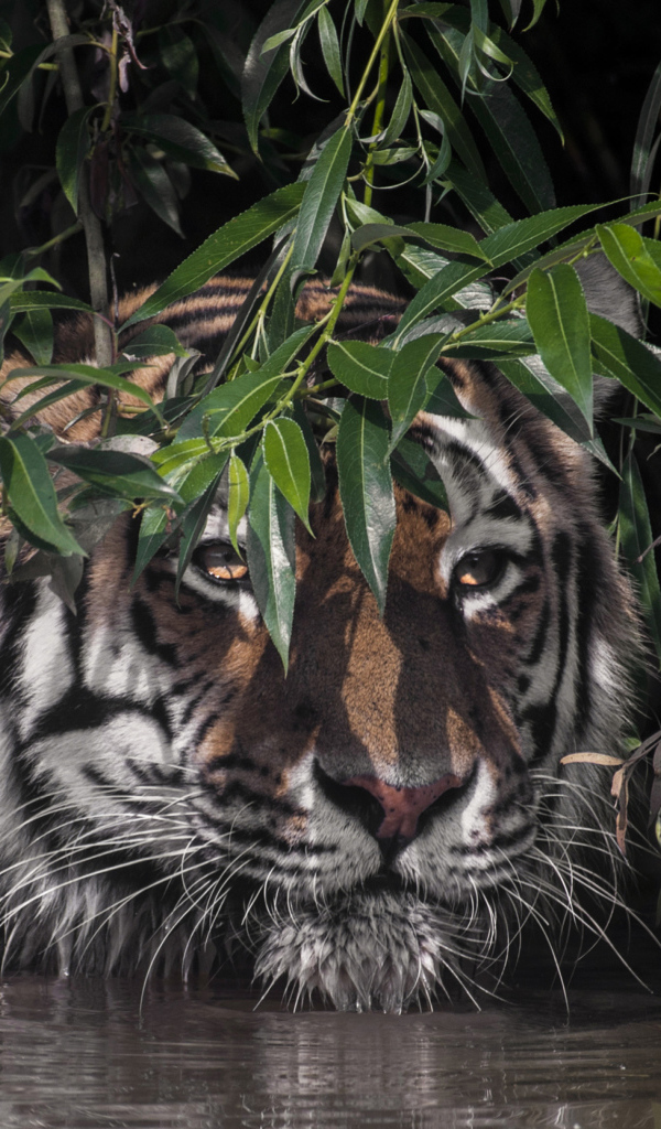 Большой полосатый тигр в воде в зеленых листьях