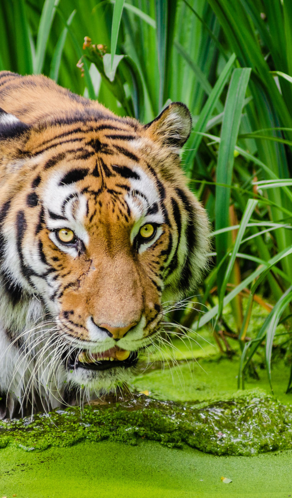 Большой полосатый тигр стоит в покрытой тиной воде 