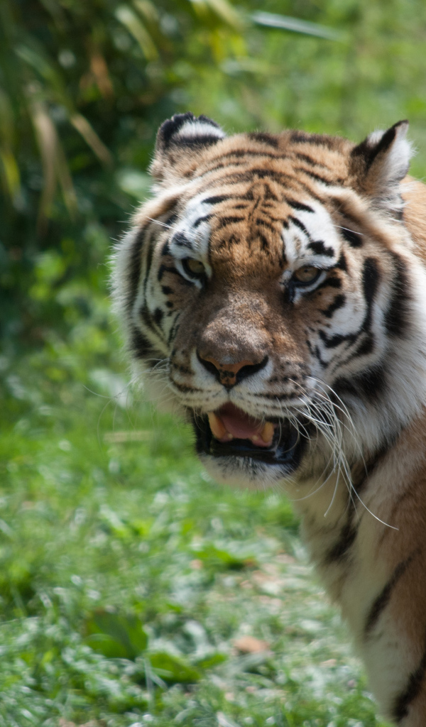Большой полосатый тигр с острыми зубами