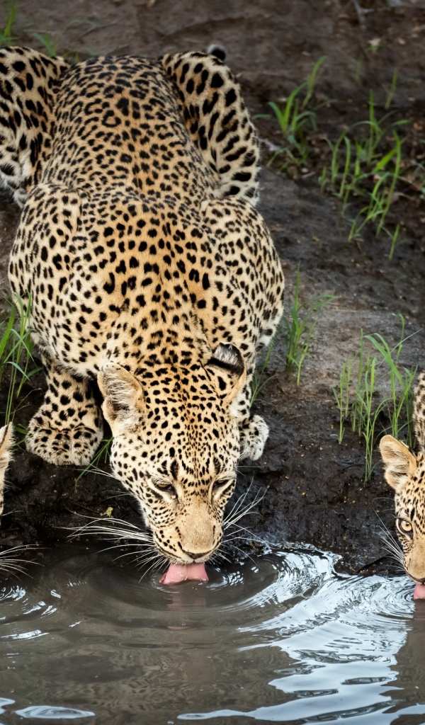 Леопард с детенышами пьют воду в пруду