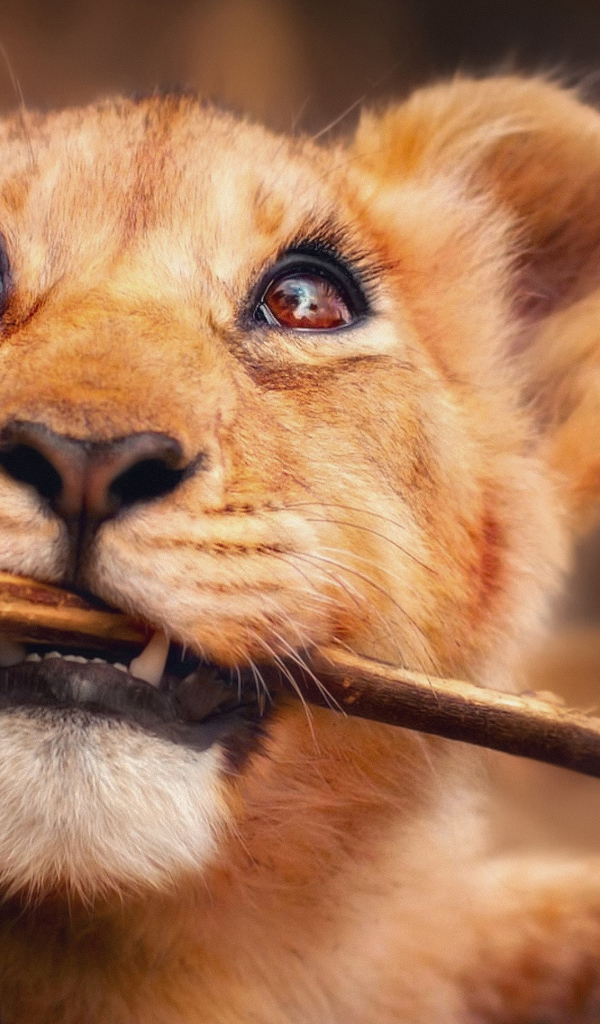 Маленький забавный львенок грызет ветку 