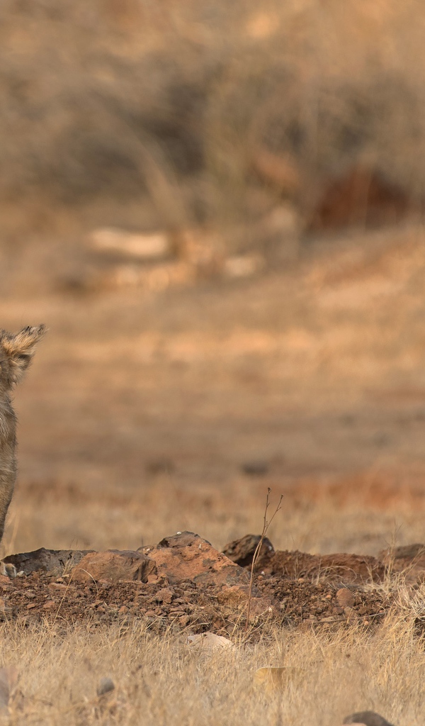 Маленький львенок в сухой саванне 