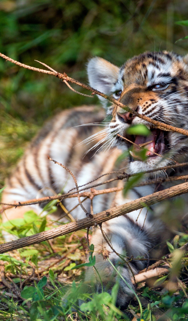 Little striped tiger cub gnaws a branch