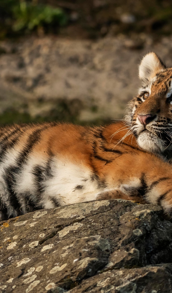Маленький полосатый тигренок лежит на камне