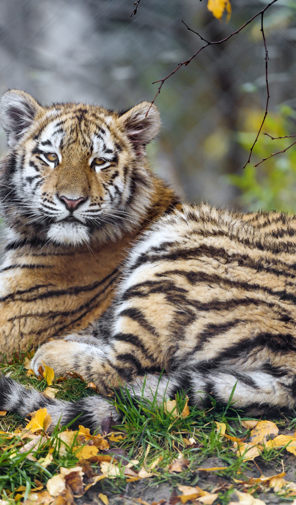 Маленький тигренок лежит на траве с опавшей листвой 