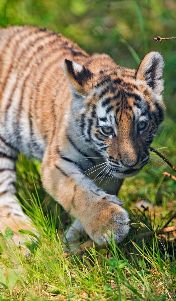 Маленький тигренок идет по зеленой траве