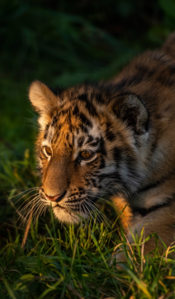 Маленький тигр крадется в зеленой траве