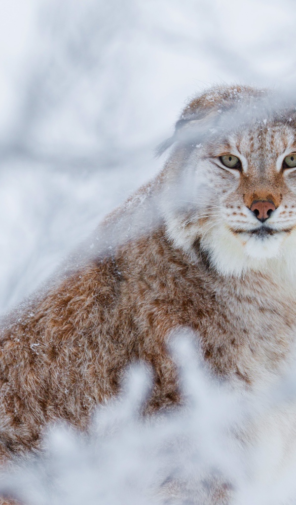 Lynx on the background of hoarfrost-covered branches