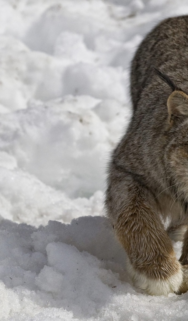 Рысь крадется по снегу зимой