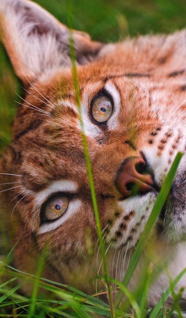 Морда рыси крупным планом на зеленой траве