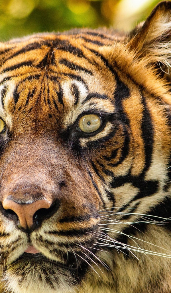 Морда большого полосатого тигра