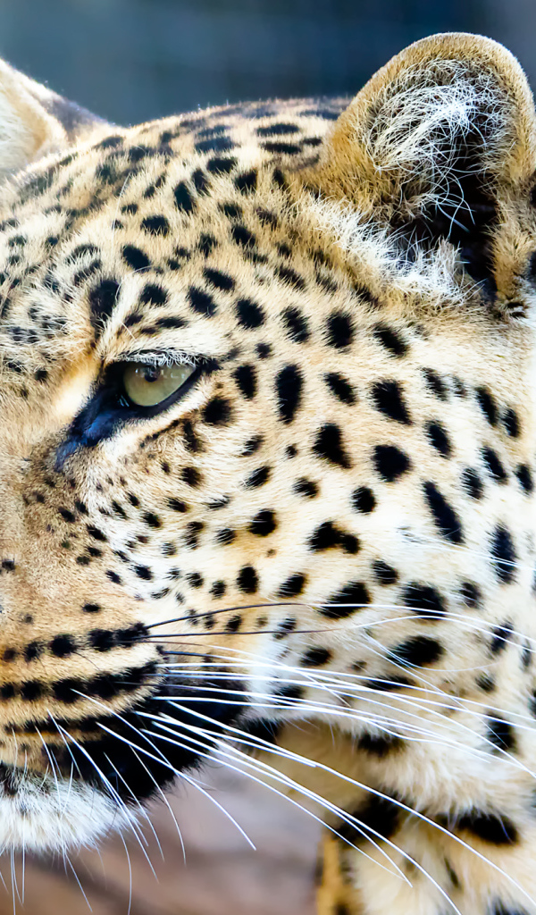 Muzzle of a spotted leopard close up