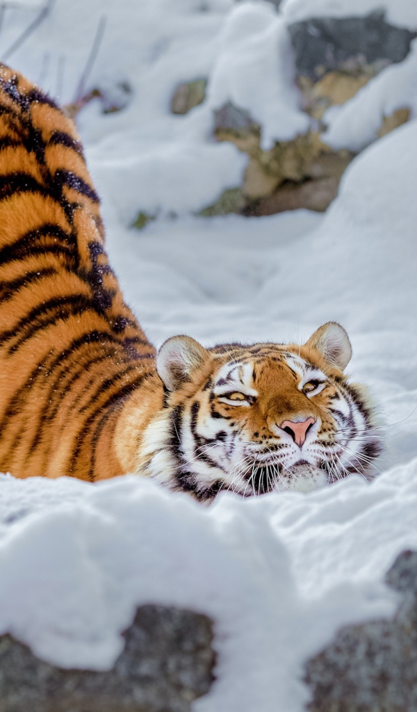 Довольный полосатый большой тигр в снегу 