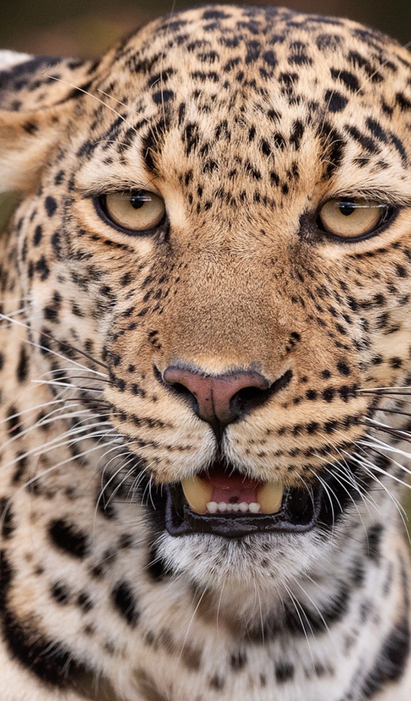 Пятнистый леопард прижал уши 