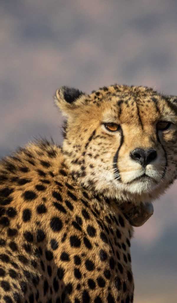 Пятнистый гепард на фоне неба