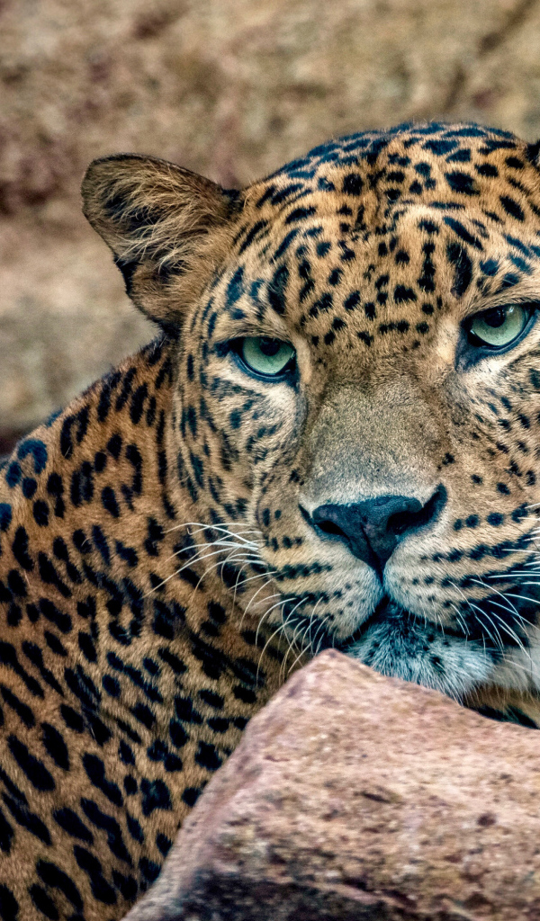 Пятнистый леопард с зелеными глазами лежит у камней
