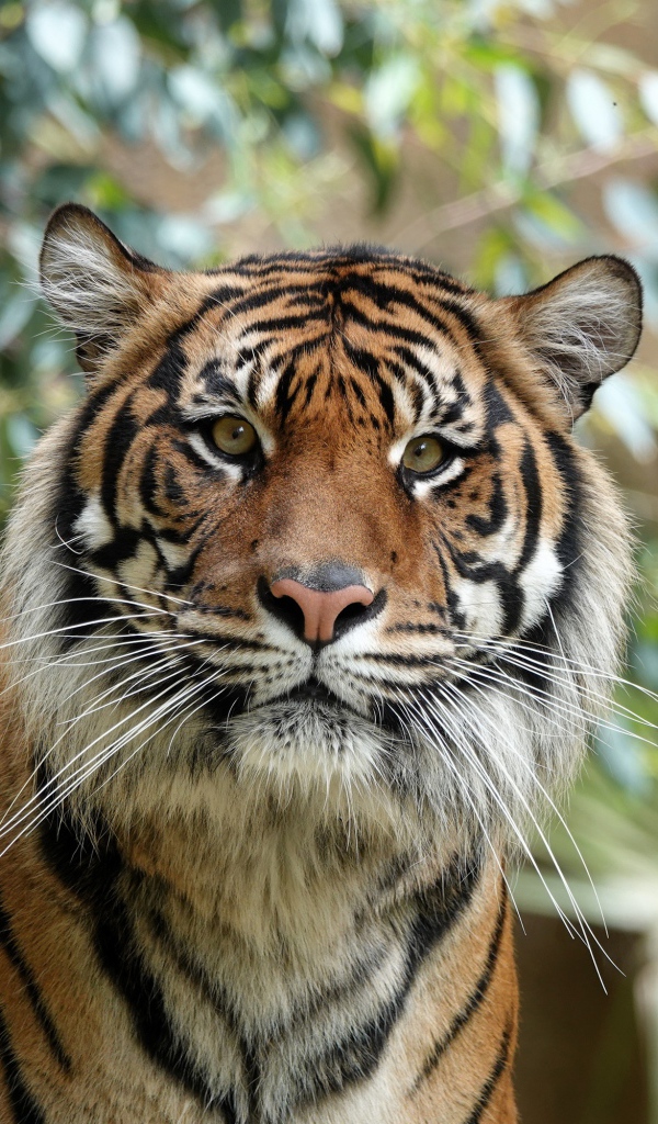 Удивленная морда полосатого тигра