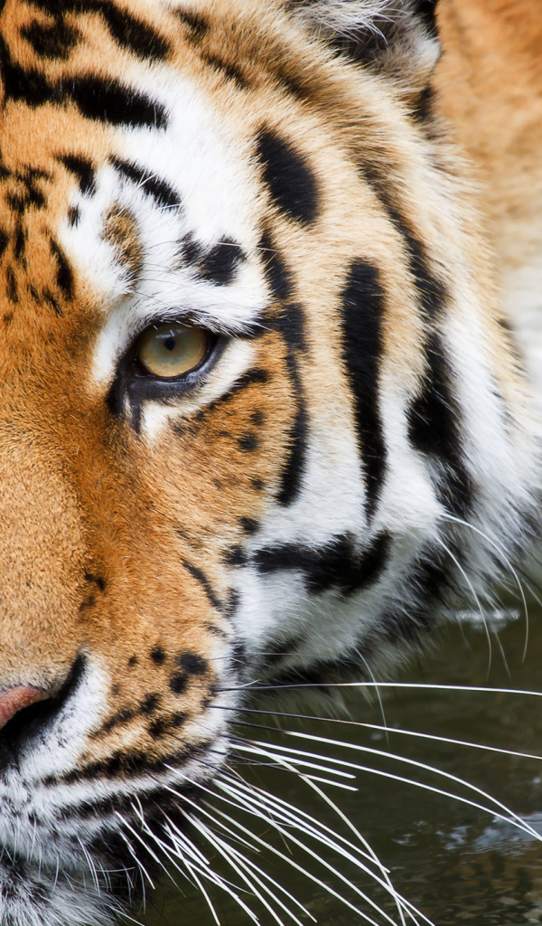Полосатый тигр крупным планом в воде