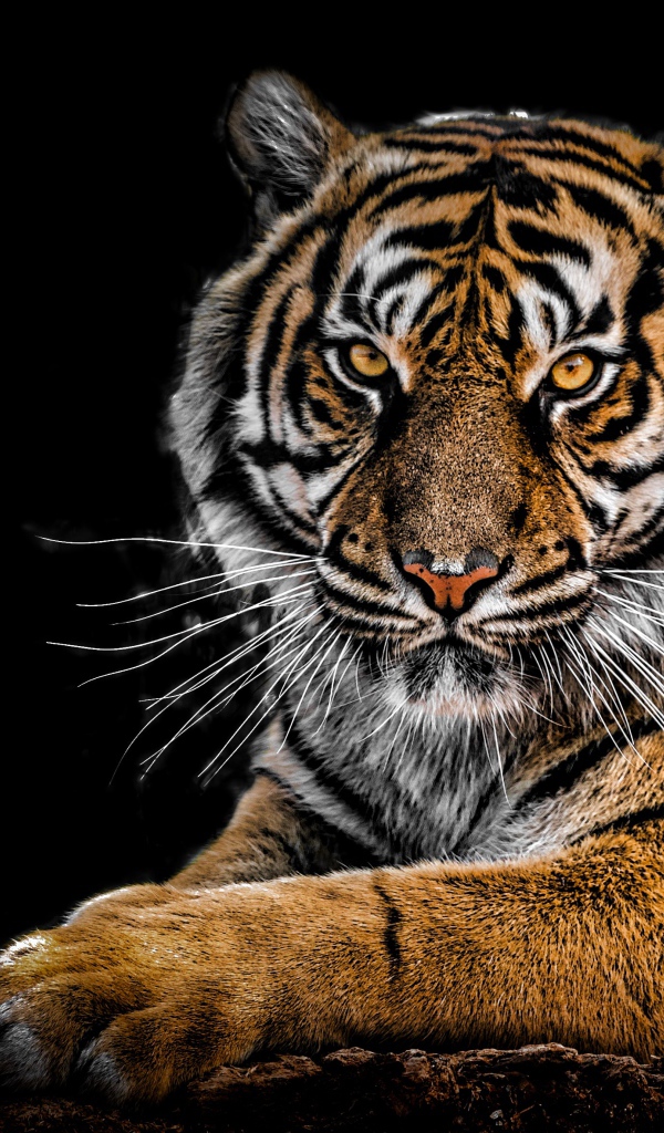 Грозный большой полосатый тигр на черном фоне