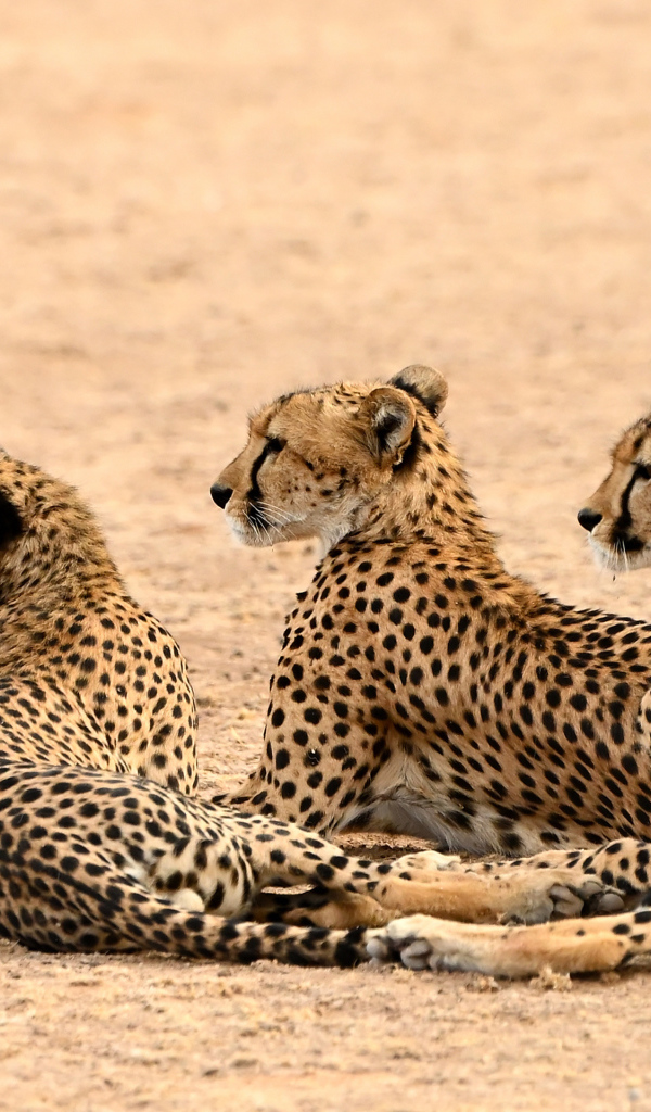 Три гепарда лежат на песке 