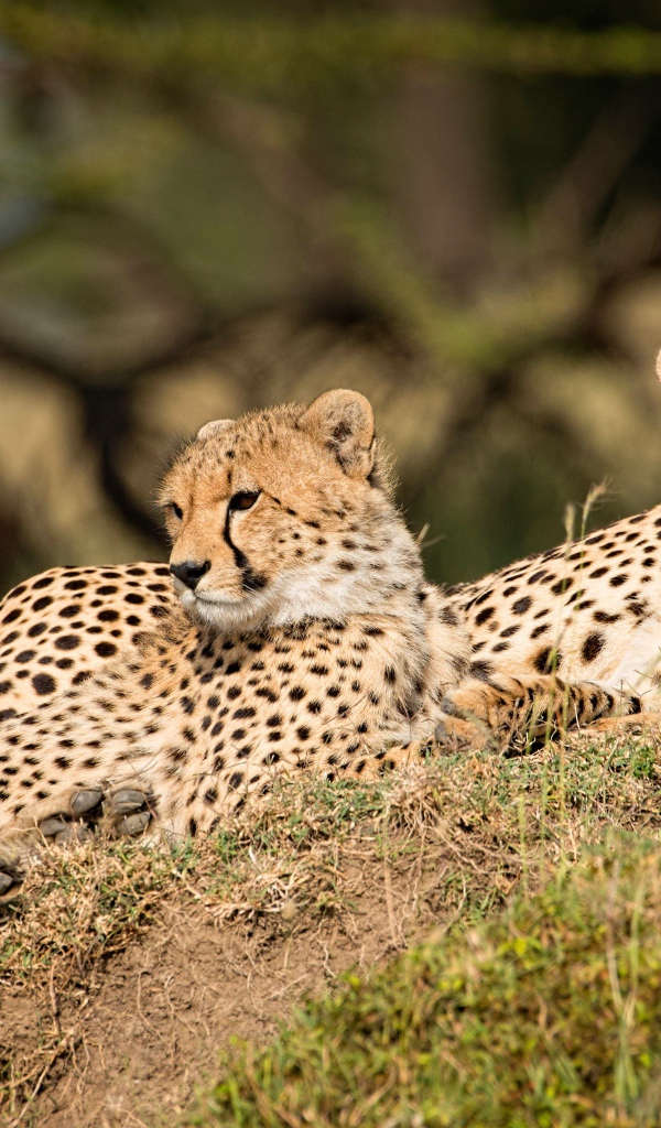 Три леопарда отдыхают на земле