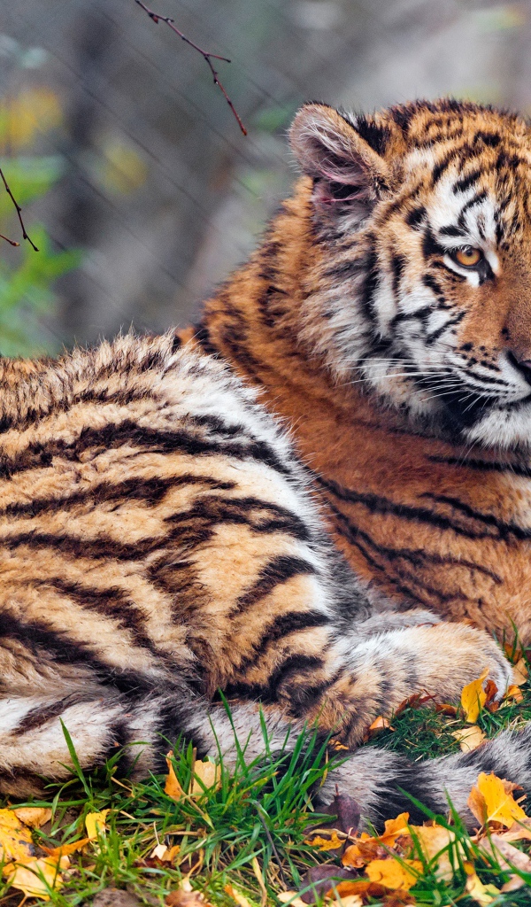 Тигр лежит на земле осенью 
