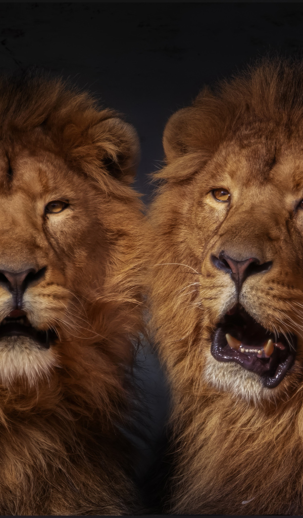 Два больших пушистых льва 