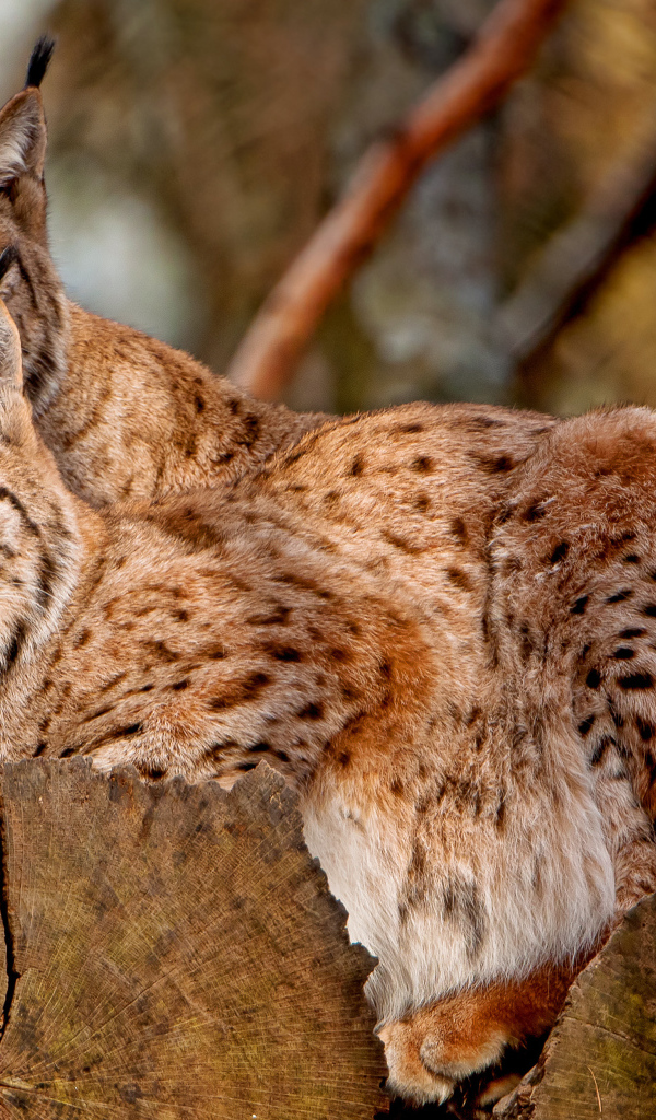 Две рыси лежат на сухом дереве