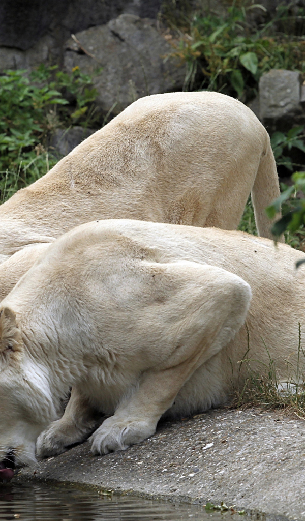 Две белые львицы у водопоя 