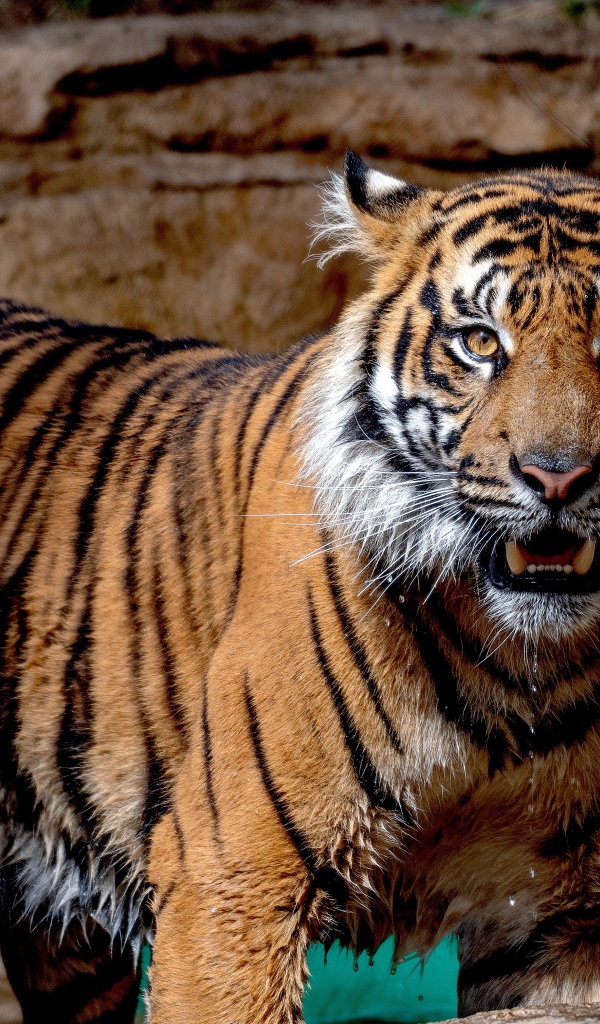 Мокрый Суматранский тигр в зоопарке