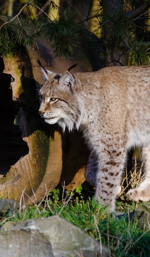 Дикая рысь в лесу у сухого дерева