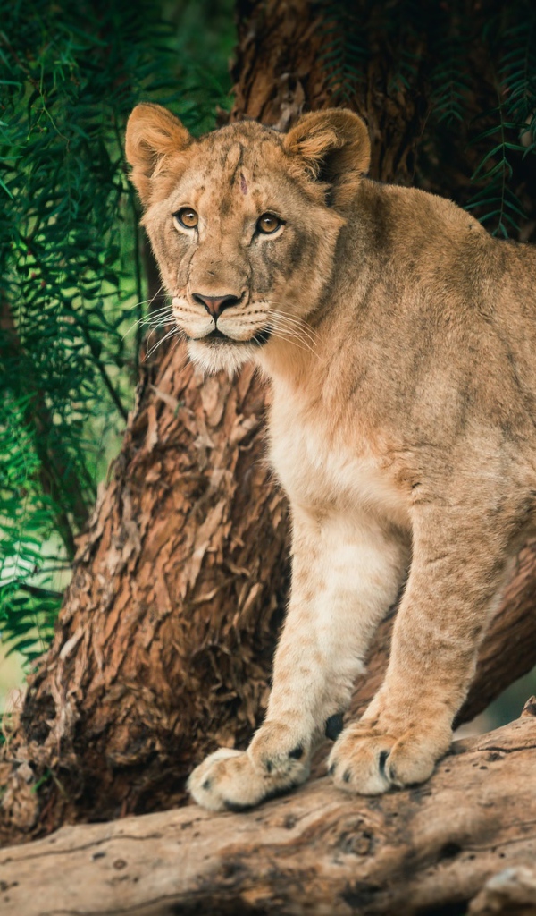 Молодая львица стоит на дереве 