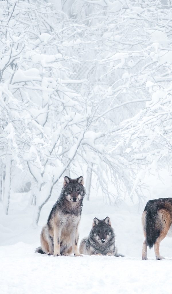 Стая хищных диких волков в зимнем лесу